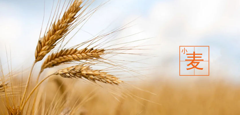 D6智能石墨消解儀處理小麥、玉米、糙米消解方案